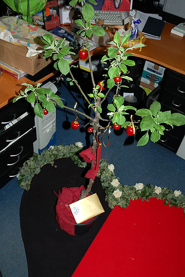 Apfelbaum mit Geldgeschenk von Friederike & Frank